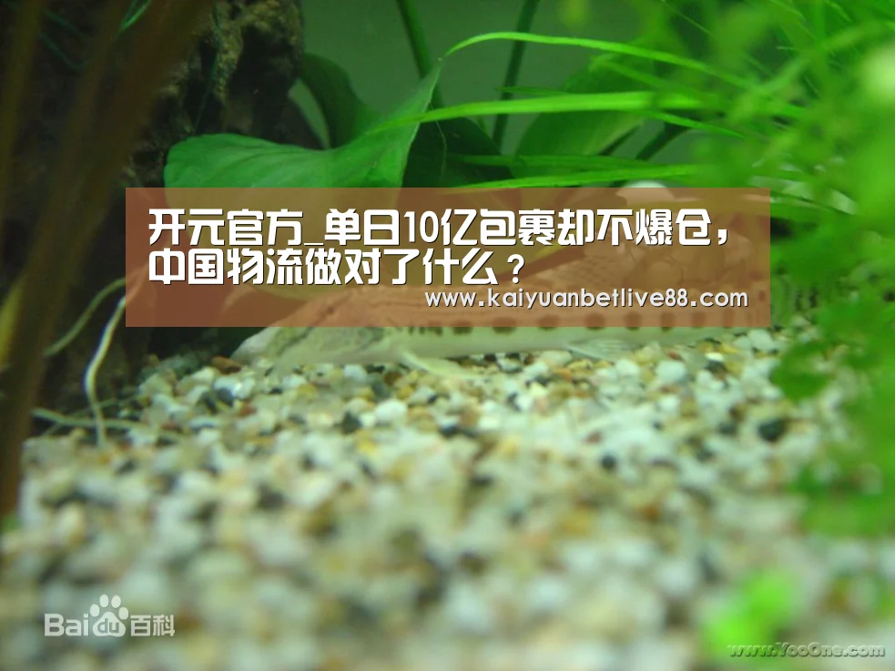 开元官方_单日10亿包裹却不爆仓,中国物流做对了什么?(图3) 开元官方