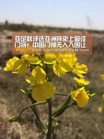 亚足联评选亚洲杯史上最佳门将!中国门神无人入围让分迷鸣不平-开元棋牌(图4) 开元棋牌